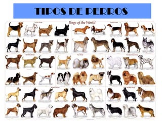TIPOS DE PERROS

 