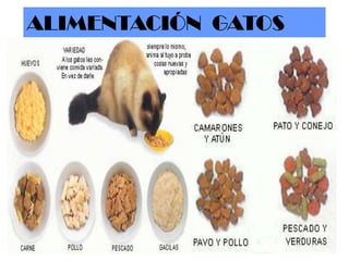 ALIMENTACIÓN GATOS

 