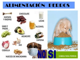 ALIMENTACIÓN PERROS

 