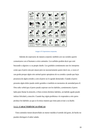 10
Imagen n°2: Expresiones corporales.
Además de expresarse de manera corporal, también con sus sonidos querrá
comunicarse con el humano u otros animales. Los aullidos podrán decir que está
buscando a alguien o a su propio dueño. Los gruñidos comúnmente uno los interpreta
como que el perro esta por atacar pero no necesariamente quiere decir eso, a veces el
can gruñe porque algún otro animal quiere apropiarse de su comida o puede que haya
presencia de algún extraño y esto al perro no le agrade demasiado. Cuando el perro
presenta algún dolor puede emitir gemidos o también en momentos de ansiedad para él.
Otra seña verbal que el perro puede expresar son los ladridos, comúnmente el perro
ladra para llamar la atención, si bien existen distintos ladridos, un ladrido agudo puede
indicar felicidad y emoción. Cuando hay algún problema o le responden a otro perro
produce los ladridos ya que es la única manera que tiene para avisar a su dueño.
3.1.2.- CARACTERÍSTICAS FÍSICAS
Estos animales tienen desarrollado en menor medida el sentido del gusto, de hecho no
pueden distinguir el sabor salado.
 
