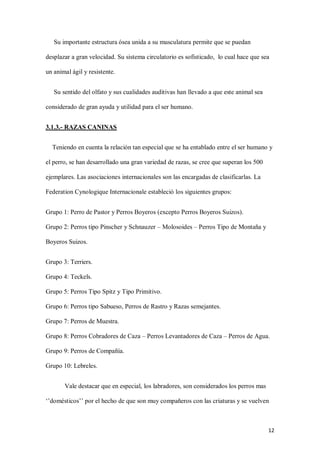 12
Su importante estructura ósea unida a su musculatura permite que se puedan
desplazar a gran velocidad. Su sistema circulatorio es sofisticado, lo cual hace que sea
un animal ágil y resistente.
Su sentido del olfato y sus cualidades auditivas han llevado a que este animal sea
considerado de gran ayuda y utilidad para el ser humano.
3.1.3.- RAZAS CANINAS
Teniendo en cuenta la relación tan especial que se ha entablado entre el ser humano y
el perro, se han desarrollado una gran variedad de razas, se cree que superan los 500
ejemplares. Las asociaciones internacionales son las encargadas de clasificarlas. La
Federation Cynologique Internacionale estableció los siguientes grupos:
Grupo 1: Perro de Pastor y Perros Boyeros (excepto Perros Boyeros Suizos).
Grupo 2: Perros tipo Pinscher y Schnauzer – Molosoides – Perros Tipo de Montaña y
Boyeros Suizos.
Grupo 3: Terriers.
Grupo 4: Teckels.
Grupo 5: Perros Tipo Spitz y Tipo Primitivo.
Grupo 6: Perros tipo Sabueso, Perros de Rastro y Razas semejantes.
Grupo 7: Perros de Muestra.
Grupo 8: Perros Cobradores de Caza – Perros Levantadores de Caza – Perros de Agua.
Grupo 9: Perros de Compañía.
Grupo 10: Lebreles.
Vale destacar que en especial, los labradores, son considerados los perros mas
‘’domésticos’’ por el hecho de que son muy compañeros con las criaturas y se vuelven
 