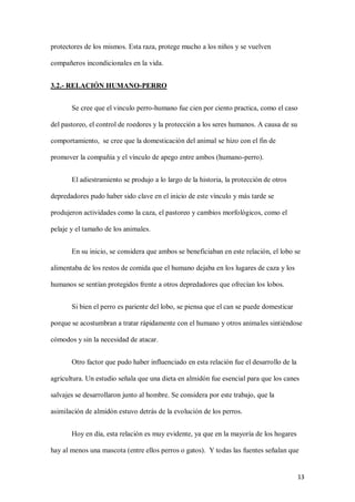 13
protectores de los mismos. Esta raza, protege mucho a los niños y se vuelven
compañeros incondicionales en la vida.
3.2.- RELACIÓN HUMANO-PERRO
Se cree que el vinculo perro-humano fue cien por ciento practica, como el caso
del pastoreo, el control de roedores y la protección a los seres humanos. A causa de su
comportamiento, se cree que la domesticación del animal se hizo con el fin de
promover la compañía y el vínculo de apego entre ambos (humano-perro).
El adiestramiento se produjo a lo largo de la historia, la protección de otros
depredadores pudo haber sido clave en el inicio de este vínculo y más tarde se
produjeron actividades como la caza, el pastoreo y cambios morfológicos, como el
pelaje y el tamaño de los animales.
En su inicio, se considera que ambos se beneficiaban en este relación, el lobo se
alimentaba de los restos de comida que el humano dejaba en los lugares de caza y los
humanos se sentían protegidos frente a otros depredadores que ofrecían los lobos.
Si bien el perro es pariente del lobo, se piensa que el can se puede domesticar
porque se acostumbran a tratar rápidamente con el humano y otros animales sintiéndose
cómodos y sin la necesidad de atacar.
Otro factor que pudo haber influenciado en esta relación fue el desarrollo de la
agricultura. Un estudio señala que una dieta en almidón fue esencial para que los canes
salvajes se desarrollaron junto al hombre. Se considera por este trabajo, que la
asimilación de almidón estuvo detrás de la evolución de los perros.
Hoy en día, esta relación es muy evidente, ya que en la mayoría de los hogares
hay al menos una mascota (entre ellos perros o gatos). Y todas las fuentes señalan que
 