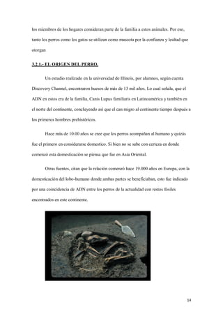 14
los miembros de los hogares consideran parte de la familia a estos animales. Por eso,
tanto los perros como los gatos se utilizan como mascota por la confianza y lealtad que
otorgan
3.2.1.- EL ORIGEN DEL PERRO.
Un estudio realizado en la universidad de Illinois, por alumnos, según cuenta
Discovery Channel, encontraron huesos de más de 13 mil años. Lo cual señala, que el
ADN en estos era de la familia, Canis Lupus familiaris en Latinoamérica y también en
el norte del continente, concluyendo así que el can migro al continente tiempo después a
los primeros hombres prehistóricos.
Hace más de 10.00 años se cree que los perros acompañan al humano y quizás
fue el primero en considerarse domestico. Si bien no se sabe con certeza en donde
comenzó esta domesticación se piensa que fue en Asia Oriental.
Otras fuentes, citan que la relación comenzó hace 19.000 años en Europa, con la
domesticación del lobo-humano donde ambas partes se beneficiaban, esto fue indicado
por una coincidencia de ADN entre los perros de la actualidad con restos fósiles
encontrados en este continente.
 