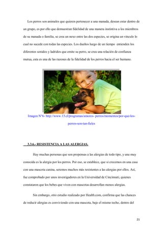 21
Los perros son animales que quieren pertenecer a una manada, desean estar dentro de
un grupo, es por ello que demuestran fidelidad de una manera instintiva a los miembros
de su manada o familia, se crea un nexo entre las dos especies, se origina un vínculo lo
cual no sucede con todas las especies. Los dueños luego de un tiempo entienden los
diferentes sonidos y ladridos que emite su perro, se crea una relación de confianza
mutua, esta es una de las razones de la fidelidad de los perros hacia el ser humano.
Imagen N°6- http://www.13.cl/programas/amores- perros/momentos/por-que-los-
perros-son-tan-fieles
3.3.6.- RESISTENCIA A LAS ALERGIAS.
Hay muchas personas que son propensas a las alergias de todo tipo, y una muy
conocida es la alergia por los perros. Por eso, se establece, que si crecemos en una casa
con una mascota canina, seremos muchos más resistentes a las alergias por ellos. Así,
fue comprobado por unos investigadores en la Universidad de Cincinnati, quienes
constataron que los bebes que viven con mascotas desarrollan menos alergias.
Sin embargo, otro estudio realizado por Health.com, confirma que las chances
de reducir alergias es conviviendo con una mascota, bajo el mismo techo, dentro del
 