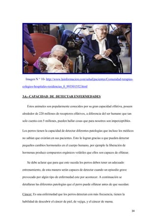34
Imagen N ° 10- http://www.lainformacion.com/salud/pacientes/Comunidad-terapias-
colegios-hospitales-residencias_0_993501552.html
3.6.- CAPACIDAD DE DETECTAR ENFERMEDADES
Estos animales son popularmente conocidos por su gran capacidad olfativa, poseen
alrededor de 220 millones de receptores olfativos, a diferencia del ser humano que tan
solo cuenta con 5 millones, pueden hallar cosas que para nosotros son imperceptibles.
Los perros tienen la capacidad de detectar diferentes patologías que incluso los médicos
no sabían que existían en sus pacientes. Esto lo logran gracias a que pueden detectar
pequeños cambios hormonales en el cuerpo humano, por ejemplo la liberación de
hormonas produce compuestos orgánicos volátiles que ellos son capaces de olfatear.
Se debe aclarar que para que esto suceda los perros deben tener un adecuado
entrenamiento, de esta manera serán capaces de detectar cuando un episodio grave
provocado por algún tipo de enfermedad este por acontecer. A continuación se
detallaran las diferentes patologías que el perro puede olfatear antes de que sucedan:
Cáncer: Es una enfermedad que los perros detectan con más frecuencia, tienen la
habilidad de descubrir el cáncer de piel, de vejiga, y el cáncer de mama.
 