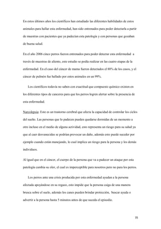 35
En estos últimos años los científicos han estudiado las diferentes habilidades de estos
animales para hallar esta enfermedad, han sido entrenados para poder detectarla a partir
de muestras con pacientes que ya padecían esta patología y con personas que gozaban
de buena salud.
En el año 2006 cinco perros fueron entrenados para poder detectar esta enfermedad a
través de muestras de aliento, este estudio se podía realizar en las cuatro etapas de la
enfermedad. En el caso del cáncer de mama fueron detectados el 88% de los casos, y el
cáncer de pulmón fue hallado por estos animales en un 99%.
Los científicos todavía no saben con exactitud que compuesto químico existen en
los diferentes tipos de canceres para que los perros logren alertar sobre la presencia de
esta enfermedad.
Narcolepsia: Este es un trastorno cerebral que afecta la capacidad de controlar los ciclos
del sueño. Las personas que lo padecen pueden quedarse dormidas de un momento a
otro incluso en el medio de alguna actividad, esto representa un riesgo para su salud ya
que al caer desvanecidas se podrían provocar un daño, además esto puede suceder por
ejemplo cuando están manejando, lo cual implica un riesgo para la persona y los demás
individuos.
Al igual que en el cáncer, el cuerpo de la persona que va a padecer un ataque por esta
patología cambia su olor, el cual es imperceptible para nosotros pero no para los perros.
Los perros ante una crisis producida por esta enfermedad ayudan a la persona
afectada apoyándose en su regazo, esto impide que la persona caiga de una manera
brusca sobre el suelo, además los canes pueden brindar protección, buscar ayuda o
advertir a la persona hasta 5 minutos antes de que suceda el episodio.
 