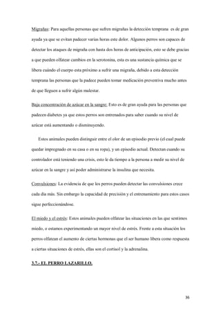 36
Migrañas: Para aquellas personas que sufren migrañas la detección temprana es de gran
ayuda ya que se evitan padecer varias horas este dolor. Algunos perros son capaces de
detectar los ataques de migraña con hasta dos horas de anticipación, esto se debe gracias
a que pueden olfatear cambios en la serotonina, esta es una sustancia química que se
libera cuándo el cuerpo esta próximo a sufrir una migraña, debido a esta detección
temprana las personas que la padece pueden tomar medicación preventiva mucho antes
de que lleguen a sufrir algún malestar.
Baja concentración de azúcar en la sangre: Esto es de gran ayuda para las personas que
padecen diabetes ya que estos perros son entrenados para saber cuando su nivel de
azúcar está aumentando o disminuyendo.
Estos animales pueden distinguir entre el olor de un episodio previo (el cual puede
quedar impregnado en su casa o en su ropa), y un episodio actual. Detectan cuando su
controlador está teniendo una crisis, esto le da tiempo a la persona a medir su nivel de
azúcar en la sangre y así poder administrarse la insulina que necesita.
Convulsiones: La evidencia de que los perros pueden detectar las convulsiones crece
cada día más. Sin embargo la capacidad de precisión y el entrenamiento para estos casos
sigue perfeccionándose.
El miedo y el estrés: Estos animales pueden olfatear las situaciones en las que sentimos
miedo, o estamos experimentando un mayor nivel de estrés. Frente a esta situación los
perros olfatean el aumento de ciertas hormonas que el ser humano libera como respuesta
a ciertas situaciones de estrés, ellas son el cortisol y la adrenalina.
3.7.- EL PERRO LAZARILLO.
 