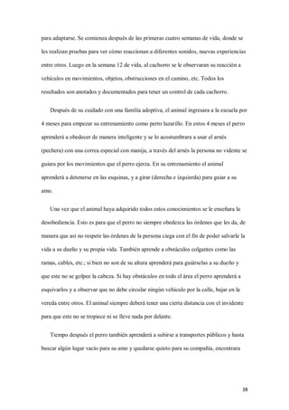 38
para adaptarse. Se comienza después de las primeras cuatro semanas de vida, donde se
les realizan pruebas para ver cómo reaccionan a diferentes sonidos, nuevas experiencias
entre otros. Luego en la semana 12 de vida, al cachorro se le observaran su reacción a
vehículos en movimientos, objetos, obstrucciones en el camino, etc. Todos los
resultados son anotados y documentados para tener un control de cada cachorro.
Después de su cuidado con una familia adoptiva, el animal ingresara a la escuela por
4 meses para empezar su entrenamiento como perro lazarillo. En estos 4 meses el perro
aprenderá a obedecer de manera inteligente y se lo acostumbrara a usar el arnés
(pechera) con una correa especial con manija, a través del arnés la persona no vidente se
guiara por los movimientos que el perro ejerza. En su entrenamiento el animal
aprenderá a detenerse en las esquinas, y a girar (derecha e izquierda) para guiar a su
amo.
Una vez que el animal haya adquirido todos estos conocimientos se le enseñara la
desobediencia. Esto es para que el perro no siempre obedezca las órdenes que les da, de
manera que así no respete las órdenes de la persona ciega con el fin de poder salvarle la
vida a su dueño y su propia vida. También aprende a obstáculos colgantes como las
ramas, cables, etc.; si bien no son de su altura aprenderá para guiárselas a su dueño y
que este no se golpee la cabeza. Si hay obstáculos en todo el área el perro aprenderá a
esquivarlos y a observar que no debe circular ningún vehículo por la calle, bajar en la
vereda entre otros. El animal siempre deberá tener una cierta distancia con el invidente
para que este no se tropiece ni se lleve nada por delante.
Tiempo después el perro también aprenderá a subirse a transportes públicos y hasta
buscar algún lugar vacío para su amo y quedarse quieto para su compañía, encontrara
 
