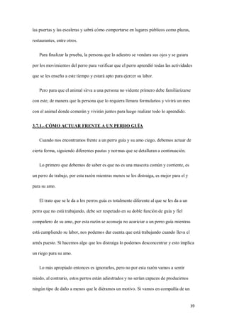 39
las puertas y las escaleras y sabrá cómo comportarse en lugares públicos como plazas,
restaurantes, entre otros.
Para finalizar la prueba, la persona que lo adiestro se vendara sus ojos y se guiara
por los movimientos del perro para verificar que el perro aprendió todas las actividades
que se les enseño a este tiempo y estará apto para ejercer su labor.
Pero para que el animal sirva a una persona no vidente primero debe familiarizarse
con este, de manera que la persona que lo requiera llenara formularios y vivirá un mes
con el animal donde comerán y vivirán juntos para luego realizar todo lo aprendido.
3.7.1.- CÓMO ACTUAR FRENTE A UN PERRO GUÍA
Cuando nos encontramos frente a un perro guía y su amo ciego, debemos actuar de
cierta forma, siguiendo diferentes pautas y normas que se detallaran a continuación.
Lo primero que debemos de saber es que no es una mascota común y corriente, es
un perro de trabajo, por esta razón mientras menos se los distraiga, es mejor para el y
para su amo.
El trato que se le da a los perros guía es totalmente diferente al que se les da a un
perro que no está trabajando, debe ser respetado en su doble función de guía y fiel
compañero de su amo, por esta razón se aconseja no acariciar a un perro guía mientras
está cumpliendo su labor, nos podemos dar cuenta que está trabajando cuando lleva el
arnés puesto. Si hacemos algo que los distraiga lo podemos desconcentrar y esto implica
un riego para su amo.
Lo más apropiado entonces es ignorarlos, pero no por esta razón vamos a sentir
miedo, al contrario, estos perros están adiestrados y no serían capaces de producirnos
ningún tipo de daño a menos que le diéramos un motivo. Si vamos en compañía de un
 