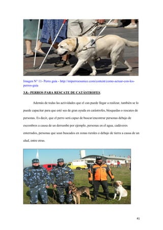 41
Imagen N° 11- Perro guía - http://miperroesunico.com/content/como-actuar-con-los-
perros-guia
3.8.- PERROS PARA RESCATE DE CATÁSTROFES.
Además de todas las actividades que el can puede llegar a realizar, también se lo
puede capacitar para que esté sea de gran ayuda en catástrofes, búsquedas o rescates de
personas. Es decir, que el perro será capaz de buscar/encontrar personas debajo de
escombros a causa de un derrumbe por ejemplo, personas en el agua, cadáveres
enterrados, personas que sean buscados en zonas rurales o debajo de tierra a causa de un
alud, entre otras.
 