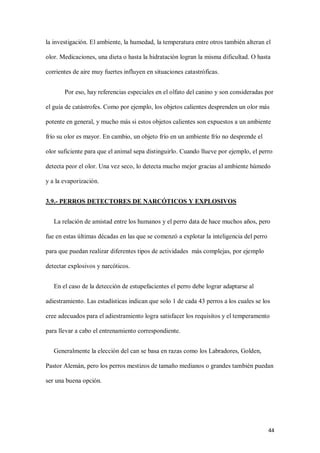 44
la investigación. El ambiente, la humedad, la temperatura entre otros también alteran el
olor. Medicaciones, una dieta o hasta la hidratación logran la misma dificultad. O hasta
corrientes de aire muy fuertes influyen en situaciones catastróficas.
Por eso, hay referencias especiales en el olfato del canino y son consideradas por
el guía de catástrofes. Como por ejemplo, los objetos calientes desprenden un olor más
potente en general, y mucho más si estos objetos calientes son expuestos a un ambiente
frío su olor es mayor. En cambio, un objeto frío en un ambiente frío no desprende el
olor suficiente para que el animal sepa distinguirlo. Cuando llueve por ejemplo, el perro
detecta peor el olor. Una vez seco, lo detecta mucho mejor gracias al ambiente húmedo
y a la evaporización.
3.9.- PERROS DETECTORES DE NARCÓTICOS Y EXPLOSIVOS
La relación de amistad entre los humanos y el perro data de hace muchos años, pero
fue en estas últimas décadas en las que se comenzó a explotar la inteligencia del perro
para que puedan realizar diferentes tipos de actividades más complejas, por ejemplo
detectar explosivos y narcóticos.
En el caso de la detección de estupefacientes el perro debe lograr adaptarse al
adiestramiento. Las estadísticas indican que solo 1 de cada 43 perros a los cuales se los
cree adecuados para el adiestramiento logra satisfacer los requisitos y el temperamento
para llevar a cabo el entrenamiento correspondiente.
Generalmente la elección del can se basa en razas como los Labradores, Golden,
Pastor Alemán, pero los perros mestizos de tamaño medianos o grandes también puedan
ser una buena opción.
 