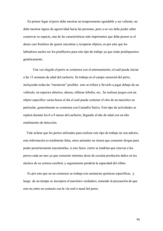45
En primer lugar el perro debe mostrar un temperamento agradable y ser valiente, no
debe mostrar signos de agresividad hacia las personas, pero a su vez debe poder saber
conservar su espacio, una de las características más importantes que debe poseer es el
deseo casi frenético de querer encontrar y recuperar objetos, es por esto que los
labradores suelen ser los predilectos para este tipo de trabajo ya que están predispuestos
genéticamente.
Una vez elegido el perro se comienza con el entrenamiento, el cuál puede iniciar
a las 12 semanas de edad del cachorro. Se trabaja en el campo sensorial del perro,
incluyendo todas las “memorias” posibles esto se refiere a llevarlo a jugar debajo de un
vehículo, en espacios abiertos, alturas, olfatear árboles, etc.. Se realizan juegos con un
objeto específico varias horas al día el cuál puede contener el olor de un narcótico en
particular, generalmente se comienza con Cannabis Sativa. Este tipo de actividades se
repiten durante los 6 u 8 meses del cachorro, llegando al año de edad con un alto
rendimiento de detección.
Vale aclarar que los perros utilizados para realizar este tipo de trabajo no son adictos,
esta información es totalmente falsa, estos animales no tienen que consumir drogas para
poder posteriormente encontrarlas, si esto fuera cierto se tendrían que renovar a los
perros cada un mes ya que consumir mínimas dosis de cocaína produciría daños en los
núcleos de su corteza cerebral, y seguramente perdería la capacidad del olfato.
Es por esto que en un comienzo se trabaja con sustancias químicas específicas, y
luego de un tiempo se incorpora el narcótico verdadero, teniendo la precaución de que
este no entre en contacto con la vía oral o nasal del perro.
 