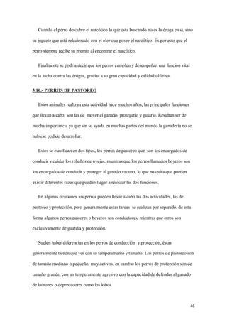 46
Cuando el perro descubre el narcótico lo que esta buscando no es la droga en si, sino
su juguete que está relacionado con el olor que posee el narcótico. Es por esto que el
perro siempre recibe su premio al encontrar el narcótico.
Finalmente se podría decir que los perros cumplen y desempeñan una función vital
en la lucha contra las drogas, gracias a su gran capacidad y calidad olfativa.
3.10.- PERROS DE PASTOREO
Estos animales realizan esta actividad hace muchos años, las principales funciones
que llevan a cabo son las de mover el ganado, protegerlo y guiarlo. Resultan ser de
mucha importancia ya que sin su ayuda en muchas partes del mundo la ganadería no se
hubiese podido desarrollar.
Estos se clasifican en dos tipos, los perros de pastoreo que son los encargados de
conducir y cuidar los rebaños de ovejas, mientras que los perros llamados boyeros son
los encargados de conducir y proteger al ganado vacuno, lo que no quita que pueden
existir diferentes razas que puedan llegar a realizar las dos funciones.
En algunas ocasiones los perros pueden llevar a cabo las dos actividades, las de
pastoreo y protección, pero generalmente estas tareas se realizan por separado, de esta
forma algunos perros pastores o boyeros son conductores, mientras que otros son
exclusivamente de guardia y protección.
Suelen haber diferencias en los perros de conducción y protección, éstas
generalmente tienen que ver con su temperamento y tamaño. Los perros de pastoreo son
de tamaño mediano o pequeño, muy activos, en cambio los perros de protección son de
tamaño grande, con un temperamento agresivo con la capacidad de defender al ganado
de ladrones o depredadores como los lobos.
 