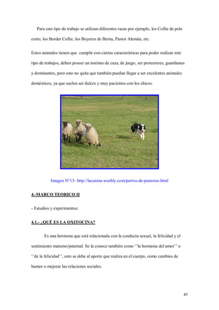 47
Para este tipo de trabajo se utilizan diferentes razas por ejemplo, los Collie de pelo
corto, los Border Collie, los Boyeros de Berna, Pastor Alemán, etc.
Estos animales tienen que cumplir con ciertas características para poder realizar este
tipo de trabajos, deben poseer un instinto de caza, de juego, ser protectores, guardianes
y dominantes, pero esto no quita que también puedan llegar a ser excelentes animales
domésticos, ya que suelen ser dulces y muy pacientes con los chicos.
Imagen N°13- http://lacanina.weebly.com/perros-de-pastoreo.html
4.-MARCO TEORICO II
- Estudios y experimentos:
4.1.- ¿QUÉ ES LA OXITOCINA?
Es una hormona que está relacionada con la conducta sexual, la felicidad y el
sentimiento materno/paternal. Se la conoce también como ‘’la hormona del amor’’ o
‘’de la felicidad’’, esto se debe al aporte que realiza en el cuerpo, como cambios de
humor o mejorar las relaciones sociales.
 