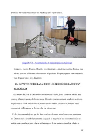 61
premiado por su adiestrador con una pelota de tenis o con comida.
Imagen N ° 16 - Adiestramiento de perros (Ejercicio el carrusel)
Los perros pueden detectar diferentes tipos de cáncer, a través de muestras de orina o de
aliento pero no olfateando directamente al paciente. Un perro puede estar entrenado
para detectar varios tipos de cáncer.
4.5.- IMPACTOS SOBRE LA SALUD DE LOS PERROS QUE PARTICIPAN
EN TERAPIAS
En Octubre de 2016 la Universidad autónoma de Madrid, llevo a cabo un estudio para
conocer si la participación de los perros en diferentes terapias producía un efecto positivo o
negativo en su salud, este estudio es pionero en este ámbito y además se presento en el
congreso de etológica que se llevo a cabo ese mismo año.
Es de pleno conocimiento que las intervenciones de estos animales en estas terapias en
los Últimos años a crecido rápidamente, ya que en la mayoría de los casos el resultado es
satisfactorio, para llevarlas a cabo se utilizan perros de varias razas, tamaños, edades, y
 