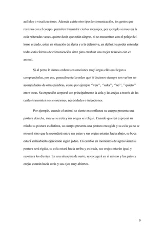 9
aullidos o vocalizaciones. Además existe otro tipo de comunicación, los gestos que
realizan con el cuerpo, permiten transmitir ciertos mensajes, por ejemplo si mueven la
cola reiteradas veces, quiere decir que están alegres, si se encuentran con el pelaje del
lomo erizado, están en situación de alerta y a la defensiva, en definitiva poder entender
todas estas formas de comunicación sirve para entablar una mejor relación con el
animal.
Si al perro le damos ordenes en oraciones muy largas ellos no llegan a
comprenderlas, por eso, generalmente la orden que le decimos siempre son verbos no
acompañados de otras palabras, como por ejemplo ‘’ven’’, ‘’salta’’, ‘’no’’, ’’quieto’’
entre otras. Su expresión corporal son principalmente la cola y las orejas a través de las
cuales transmiten sus emociones, necesidades o intenciones.
Por ejemplo, cuando el animal se siente en confianza su cuerpo presenta una
postura derecha, mueve su cola y sus orejas se relajan. Cuando quieren expresar su
miedo su postura es distinta, su cuerpo presenta una postura encogida y su cola ya no se
moverá sino que la esconderá entre sus patas y sus orejas estarán hacia abajo, su boca
estará entreabierta ejerciendo algún jadeo. En cambio en momentos de agresividad su
postura será rígida, su cola estará hacia arriba y estirada, sus orejas estarán igual y
mostrara los dientes. En una situación de susto, se encogerá en si mismo y las patas y
orejas estarán hacia atrás y sus ojos muy abiertos.
 