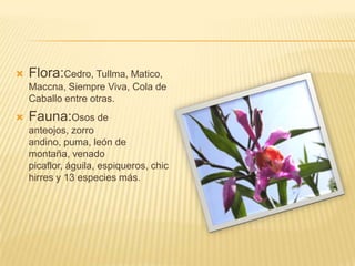 Flora:Cedro, Tullma, Matico, Maccna, Siempre Viva, Cola de Caballo entre otras.Fauna:Osos de anteojos, zorro andino, puma, león de montaña, venado picaflor, águila, espiqueros, chichirres y 13 especies más.