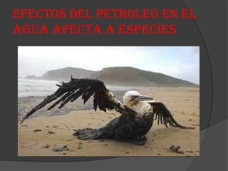 EFECTOS DEL PETROLEO EN EL
AGUA AFECTA A ESPECIES
 