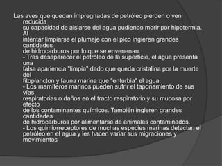 Las aves que quedan impregnadas de petróleo pierden o ven
reducida
su capacidad de aislarse del agua pudiendo morir por hipotermia.
Al
intentar limpiarse el plumaje con el pico ingieren grandes
cantidades
de hidrocarburos por lo que se envenenan.
- Tras desaparecer el petróleo de la superficie, el agua presenta
una
falsa apariencia "limpia" dado que queda cristalina por la muerte
del
fitoplancton y fauna marina que "enturbia" el agua.
- Los mamíferos marinos pueden sufrir el taponamiento de sus
vías
respiratorias o daños en el tracto respiratorio y su mucosa por
efecto
de los contaminantes químicos. También ingieren grandes
cantidades
de hidrocarburos por alimentarse de animales contaminados.
- Los quimiorreceptores de muchas especies marinas detectan el
petróleo en el agua y les hacen variar sus migraciones y
movimientos
 