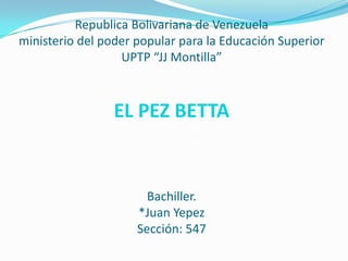 Republica Bolivariana de Venezuela
ministerio del poder popular para la Educación Superior
UPTP “JJ Montilla”
EL PEZ BETTA
Bachiller.
*Juan Yepez
Sección: 547
 