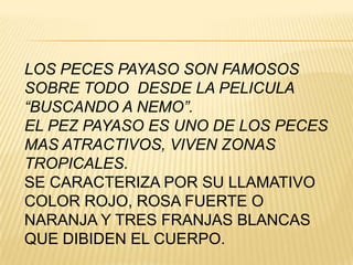 LOS PECES PAYASO SON FAMOSOS
SOBRE TODO DESDE LA PELICULA
“BUSCANDO A NEMO”.
EL PEZ PAYASO ES UNO DE LOS PECES
MAS ATRACTIVOS, VIVEN ZONAS
TROPICALES.
SE CARACTERIZA POR SU LLAMATIVO
COLOR ROJO, ROSA FUERTE O
NARANJA Y TRES FRANJAS BLANCAS
QUE DIBIDEN EL CUERPO.
