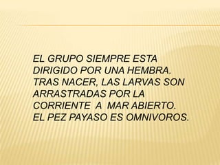 EL GRUPO SIEMPRE ESTA
DIRIGIDO POR UNA HEMBRA.
TRAS NACER, LAS LARVAS SON
ARRASTRADAS POR LA
CORRIENTE A MAR ABIERTO.
EL PEZ PAYASO ES OMNIVOROS.