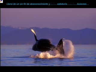 Lleno de un sin fin de desconocimiento y...........sabiduría...............ilusiones....