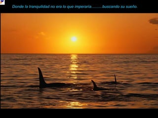 Donde la tranquilidad no era lo que imperaría..........buscando su sueño.