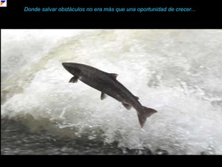 Donde salvar obstáculos no era más que una oportunidad de crecer...o