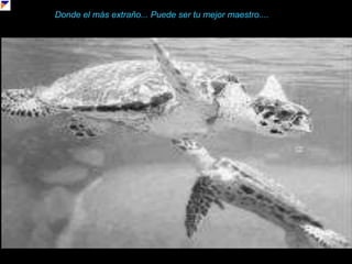 Donde el más extraño... Puede ser tu mejor maestro....