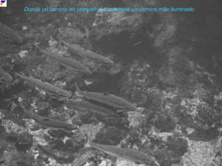 Donde un camino en compañía es siempre un camino más iluminado