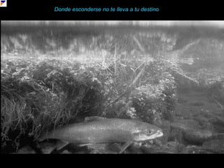 Donde esconderse no te lleva a tu destino