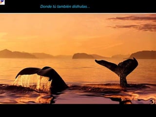 Donde tú también disfrutas...