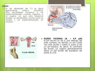 SEMEN
 Es de alrededor de 7,5 es decir
ligeramente
básico
(alcalino)
Esta alcalinidad favorece a los
espermatozoides cuando ingresan a
la vagina, ya que esta presenta
acidez, la alcalinidad contra resta la
acidez y los espermatozoides no
mueren.



FLUIDO VAGINAL (4. – 4,9 pH)
El pH neutro es de 6, por debajo de
este número va siendo un pH cada
vez más ácido y sobre 6, pasa a ser
un pH básico, es decir, lo contrario
de ácido. La vagina generalmente
tiene un pH ácido de equilibrio de
entre 4 y 4,9.

 