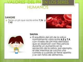 VALORES DEL PH EN LOS SERES
HUMANOS
SANGRE


Tiene un ph que oscila entre 7,36 y
7,42

SALIVA
 El equilibrio del pH de la saliva
normalmente varía entre 6,2 y 7,4,
con niveles de pH más elevados
que se observan con frecuencia
durante un aumento en la
secreción de la saliva, por ejemplo,
al oler mientras se cocina una
comida o cuando se tiene apetito
y se ven fotos de alimentos.

 