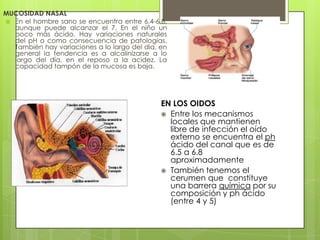MUCOSIDAD NASAL
 En el hombre sano se encuentra entre 6,4-6,8,
aunque puede alcanzar el 7. En el niño un
poco más ácido. Hay variaciones naturales
del pH o como consecuencia de patologías.
También hay variaciones a lo largo del dia, en
general la tendencia es a alcalinizarse a lo
largo del día, en el reposo a la acidez. La
capacidad tampón de la mucosa es baja.

EN LOS OIDOS
 Entre los mecanismos
locales que mantienen
libre de infección el oído
externo se encuentra el ph
ácido del canal que es de
6.5 a 6.8
aproximadamente
 También tenemos el
cerumen que constituye
una barrera química por su
composición y ph ácido
(entre 4 y 5)

 