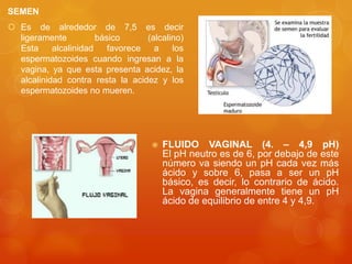 SEMEN
 Es de alrededor de 7,5 es decir
ligeramente
básico
(alcalino)
Esta
alcalinidad
favorece
a
los
espermatozoides cuando ingresan a la
vagina, ya que esta presenta acidez, la
alcalinidad contra resta la acidez y los
espermatozoides no mueren.



FLUIDO VAGINAL (4. – 4,9 pH)
El pH neutro es de 6, por debajo de este
número va siendo un pH cada vez más
ácido y sobre 6, pasa a ser un pH
básico, es decir, lo contrario de ácido.
La vagina generalmente tiene un pH
ácido de equilibrio de entre 4 y 4,9.

 
