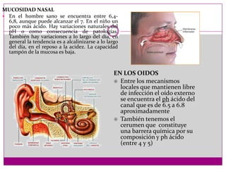 MUCOSIDAD NASAL
 En el hombre sano se encuentra entre 6,46,8, aunque puede alcanzar el 7. En el niño un
poco más ácido. Hay variaciones naturales del
pH o como consecuencia de patologías.
También hay variaciones a lo largo del día, en
general la tendencia es a alcalinizarse a lo largo
del día, en el reposo a la acidez. La capacidad
tampón de la mucosa es baja.

EN LOS OIDOS
 Entre los mecanismos
locales que mantienen libre
de infección el oído externo
se encuentra el ph ácido del
canal que es de 6.5 a 6.8
aproximadamente
 También tenemos el
cerumen que constituye
una barrera química por su
composición y ph ácido
(entre 4 y 5)

 