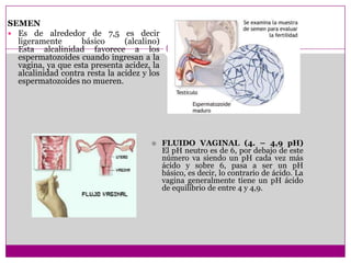 SEMEN
 Es de alrededor de 7,5 es decir
ligeramente
básico
(alcalino)
Esta alcalinidad favorece a los
espermatozoides cuando ingresan a la
vagina, ya que esta presenta acidez, la
alcalinidad contra resta la acidez y los
espermatozoides no mueren.



FLUIDO VAGINAL (4. – 4,9 pH)
El pH neutro es de 6, por debajo de este
número va siendo un pH cada vez más
ácido y sobre 6, pasa a ser un pH
básico, es decir, lo contrario de ácido. La
vagina generalmente tiene un pH ácido
de equilibrio de entre 4 y 4,9.

 