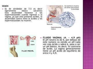 SEMEN
 Es de alrededor de 7,5 es decir
ligeramente
básico
(alcalino)
Esta alcalinidad favorece a los
espermatozoides cuando ingresan a la
vagina, ya que esta presenta acidez, la
alcalinidad contra resta la acidez y los
espermatozoides no mueren.



FLUIDO VAGINAL (4. – 4,9 pH)
El pH neutro es de 6, por debajo de
este número va siendo un pH cada
vez más ácido y sobre 6, pasa a ser
un pH básico, es decir, lo contrario
de ácido. La vagina generalmente
tiene un pH ácido de equilibrio de
entre 4 y 4,9.

 