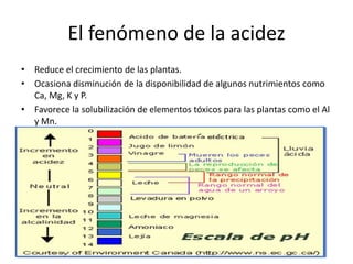El fenómeno de la acidez
• Reduce el crecimiento de las plantas.
• Ocasiona disminución de la disponibilidad de algunos nutrimientos como
Ca, Mg, K y P.
• Favorece la solubilización de elementos tóxicos para las plantas como el Al
y Mn.
 