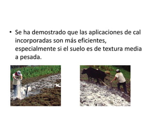 • Se ha demostrado que las aplicaciones de cal
incorporadas son más eficientes,
especialmente si el suelo es de textura media
a pesada.
 