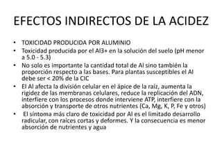 EFECTOS INDIRECTOS DE LA ACIDEZ
• TOXICIDAD PRODUCIDA POR ALUMINIO
• Toxicidad producida por el Al3+ en la solución del suelo (pH menor
a 5.0 - 5.3)
• No solo es importante la cantidad total de Al sino también la
proporción respecto a las bases. Para plantas susceptibles el Al
debe ser < 20% de la CIC
• El Al afecta la división celular en el ápice de la raíz, aumenta la
rigidez de las membranas celulares, reduce la replicación del ADN,
interfiere con los procesos donde interviene ATP, interfiere con la
absorción y transporte de otros nutrientes (Ca, Mg, K, P, Fe y otros)
• El síntoma más claro de toxicidad por Al es el limitado desarrollo
radicular, con raíces cortas y deformes. Y la consecuencia es menor
absorción de nutrientes y agua
 