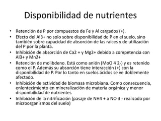 Disponibilidad de nutrientes
• Retención de P por compuestos de Fe y Al cargados (+).
• Efecto del Al3+ no solo sobre disponibilidad de P en el suelo, sino
también sobre capacidad de absorción de las raíces y de utilización
del P por la planta.
• Inhibición de absorción de Ca2 + y Mg2+ debido a competencia con
Al3+ y Mn2+
• Retención de molibdeno. Está como anión (MoO 4 2-) y es retenido
como el P. Además su absorción tiene interacción (+) con la
disponibilidad de P. Por lo tanto en suelos ácidos se ve doblemente
afectado.
• Inhibición de actividad de biomasa microbiana. Como consecuencia,
enlentecimiento en mineralización de materia orgánica y menor
disponibilidad de nutrientes
• Inhibición de la nitrificación (pasaje de NH4 + a NO 3 - realizado por
microorganismos del suelo)
 