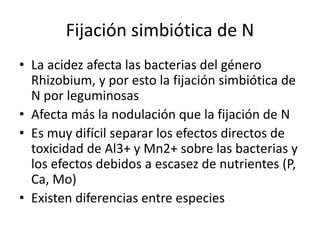 Fijación simbiótica de N
• La acidez afecta las bacterias del género
Rhizobium, y por esto la fijación simbiótica de
N por leguminosas
• Afecta más la nodulación que la fijación de N
• Es muy difícil separar los efectos directos de
toxicidad de Al3+ y Mn2+ sobre las bacterias y
los efectos debidos a escasez de nutrientes (P,
Ca, Mo)
• Existen diferencias entre especies
 