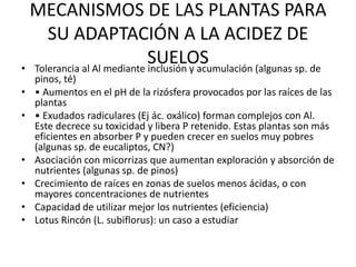 MECANISMOS DE LAS PLANTAS PARA
SU ADAPTACIÓN A LA ACIDEZ DE
SUELOS
• Tolerancia al Al mediante inclusión y acumulación (algunas sp. de
pinos, té)
• • Aumentos en el pH de la rizósfera provocados por las raíces de las
plantas
• • Exudados radiculares (Ej ác. oxálico) forman complejos con Al.
Este decrece su toxicidad y libera P retenido. Estas plantas son más
eficientes en absorber P y pueden crecer en suelos muy pobres
(algunas sp. de eucaliptos, CN?)
• Asociación con micorrizas que aumentan exploración y absorción de
nutrientes (algunas sp. de pinos)
• Crecimiento de raíces en zonas de suelos menos ácidas, o con
mayores concentraciones de nutrientes
• Capacidad de utilizar mejor los nutrientes (eficiencia)
• Lotus Rincón (L. subiflorus): un caso a estudiar
 