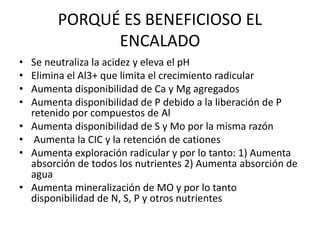 PORQUÉ ES BENEFICIOSO EL
ENCALADO
• Se neutraliza la acidez y eleva el pH
• Elimina el Al3+ que limita el crecimiento radicular
• Aumenta disponibilidad de Ca y Mg agregados
• Aumenta disponibilidad de P debido a la liberación de P
retenido por compuestos de Al
• Aumenta disponibilidad de S y Mo por la misma razón
• Aumenta la CIC y la retención de cationes
• Aumenta exploración radicular y por lo tanto: 1) Aumenta
absorción de todos los nutrientes 2) Aumenta absorción de
agua
• Aumenta mineralización de MO y por lo tanto
disponibilidad de N, S, P y otros nutrientes
 
