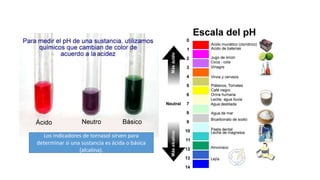 Los indicadores de tornasol sirven para
determinar si una sustancia es ácida o básica
(alcalina).
 