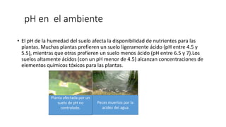 pH en el ambiente
• El pH de la humedad del suelo afecta la disponibilidad de nutrientes para las
plantas. Muchas plantas prefieren un suelo ligeramente ácido (pH entre 4.5 y
5.5), mientras que otras prefieren un suelo menos ácido (pH entre 6.5 y 7).Los
suelos altamente ácidos (con un pH menor de 4.5) alcanzan concentraciones de
elementos químicos tóxicos para las plantas.
Planta afectada por un
suelo de pH no
controlado.
Peces muertos por la
acidez del agua
 