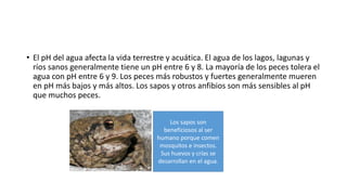 • El pH del agua afecta la vida terrestre y acuática. El agua de los lagos, lagunas y
ríos sanos generalmente tiene un pH entre 6 y 8. La mayoría de los peces tolera el
agua con pH entre 6 y 9. Los peces más robustos y fuertes generalmente mueren
en pH más bajos y más altos. Los sapos y otros anfibios son más sensibles al pH
que muchos peces.
Los sapos son
beneficiosos al ser
humano porque comen
mosquitos e insectos.
Sus huevos y crías se
desarrollan en el agua.
 